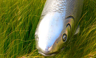 攻击网站服务器